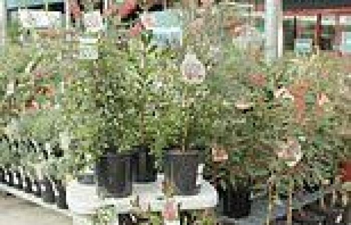 Bunnings to hand out thousands of free trees as part of government initiative ...