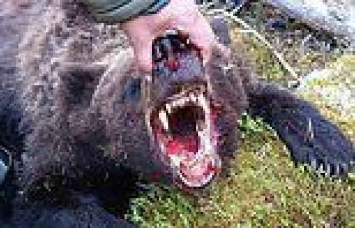Bear EATS 16-year-old at Russian national park before it is stabbed with a ...