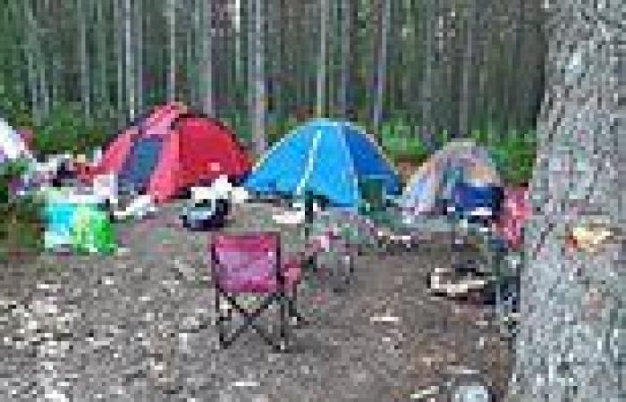 Thugs chop down trees, abuse forestry staff and 'kick ducks' while camping at ...