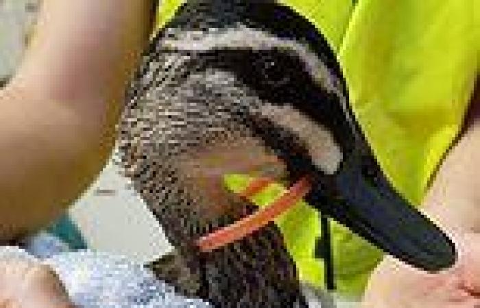 Heartbreaking photo shows a duck entangled in a plastic bottle ring before it ...