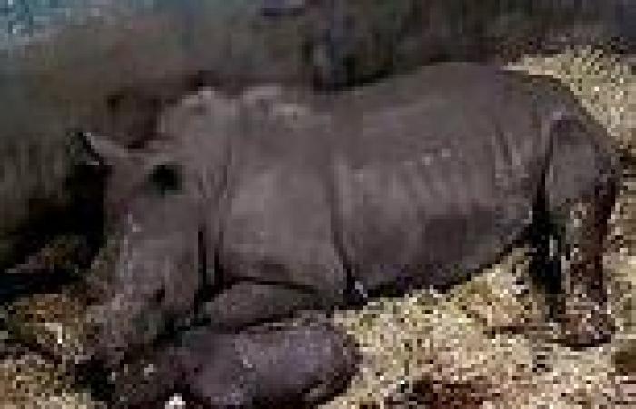 Video footage shows the moment baby white rhino is born at West Midlands Safari ...