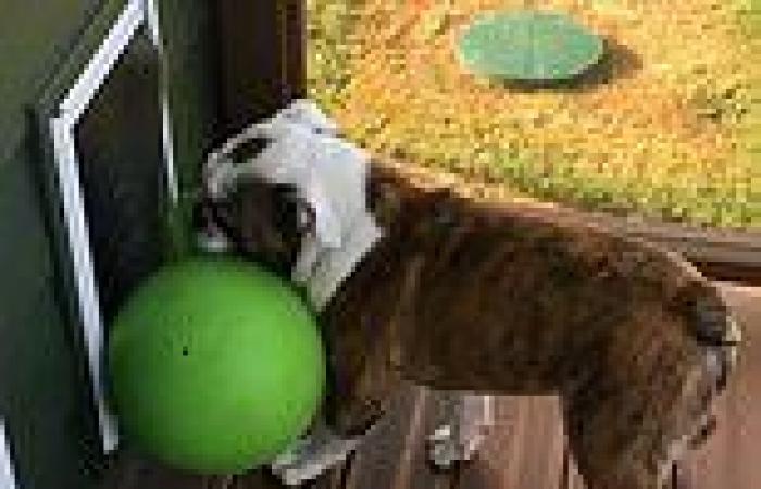 Persistent pooch tries to squeeze his favourite ball through tiny dog door for ...