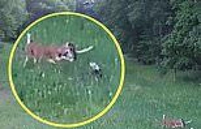 Bambi to the rescue! Moment deer races in to save rabbit being attacked by a ...