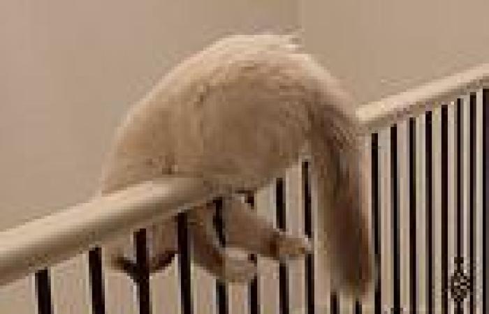 Hilarious moment cat tries chasing its own tail while balancing on a railing in ...