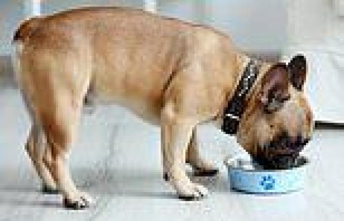 Superbugs discovered in raw dog food pose 'a public health risk', warn ...