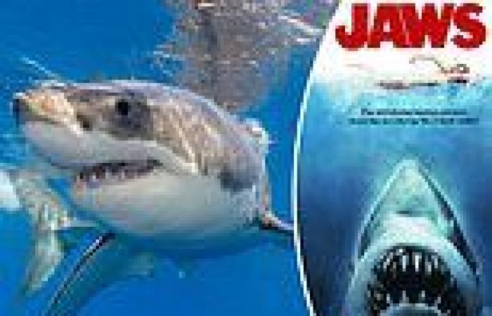 96 percent of movies show sharks in a negative light, hurting conservation ...