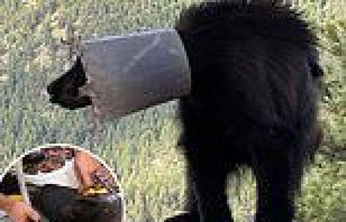 Moment wildlife officer helps remove a bucket that was stuck on the head of a ...
