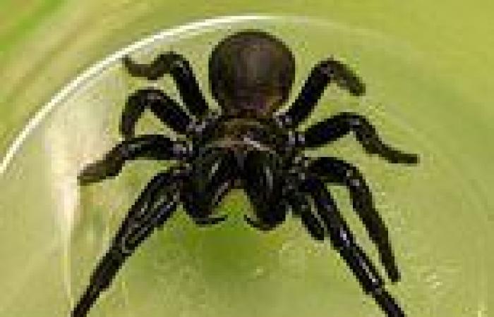 University of Queensland scientists found funnel-web spider venom can help ...