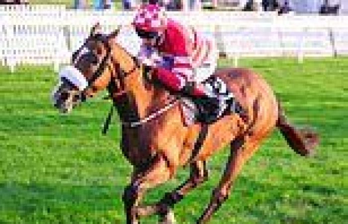 sport news BHA vows to improve horse welfare as 4,000 thoroughbreds have been slaughtered ...