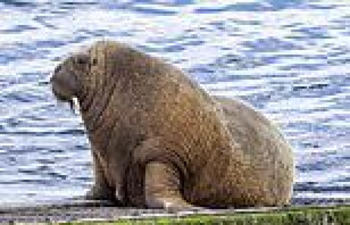 Tourists are told to avoid famous walrus off the Isles of Scilly