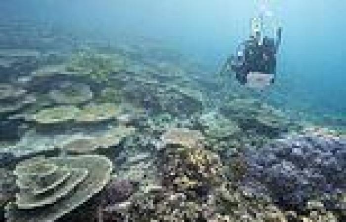 UNESCO determines the Great Barrier Reef is NOT in danger despite 60% of it hit ...