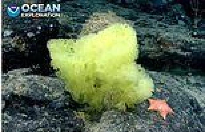 Marine scientists spot the 'real life' SpongeBob SquarePants and Patrick Star