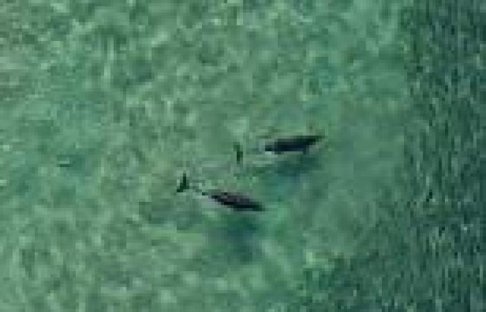 Pod of dolphins swim on Bondi Beach, Sydney, during lockdown
