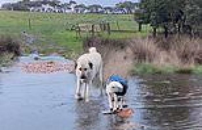 Sheepdog and a tiny lamb are inseparable crossing a flooded creek together
