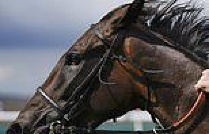 sport news Wonderful Tonight will be ridden by a French jockey ahead of a shot at the Prix ...