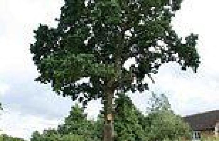Anger over plans to chop down a 600-year-old tree... because it is damaging ...