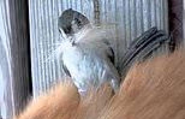 Tufted titmice are filmed stealing hair from cats, dogs and humans to pad out ...