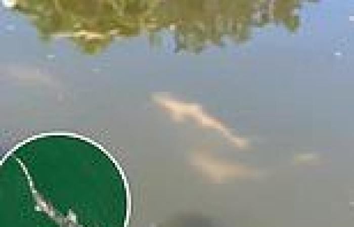 Hundreds of sharks take refuge in western Florida canal after fleeing toxic red ...