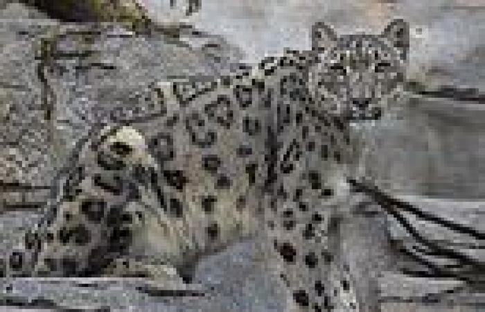 Endangered snow leopards that caught COVID-19 at San Diego zoo showing signs of ...