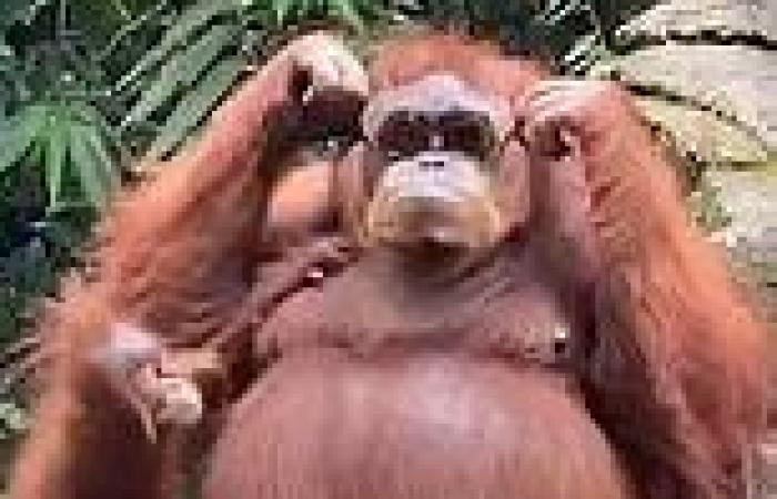 VIDEO: Orangutan wears zoo visitor's sunglasses after they fell into her ...