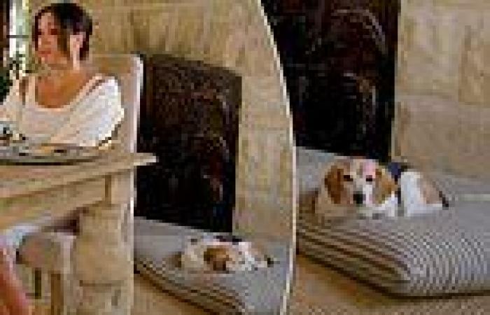 Meghan Markle's beagle looks unhappy at being disturbed during her 40th ...