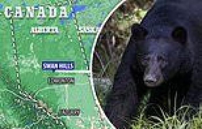 Canadian woman, 26, is mauled to death by black bear in rare attack during ...