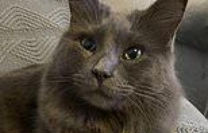 Thousands of cats are hit by deadly disease linked to PET FOOD: At least 330 ...