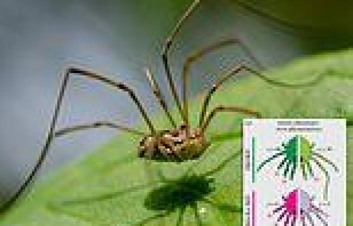 Scientists modify the genes of daddy long leg spiders and turn them into 'daddy ...