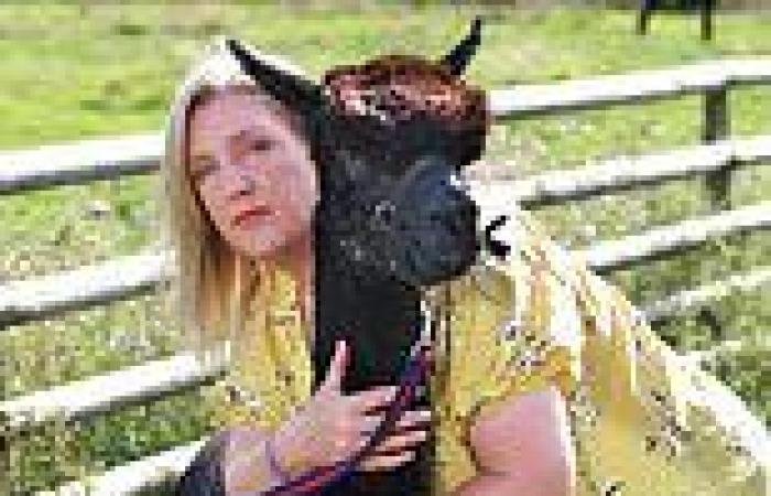 Vet's nurse makes last-ditch plea to Carrie Johnson to save her beloved alpaca ...
