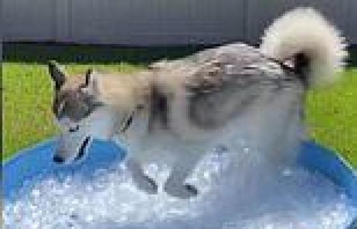 VIDEO: Moment husky gets an ice bath during Florida holiday