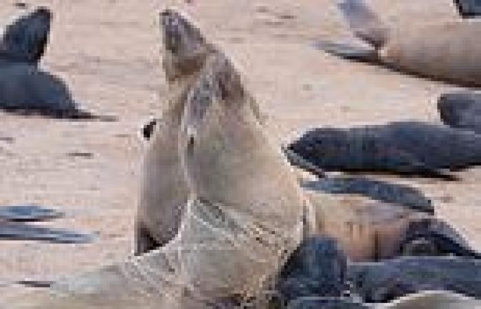 Young seals suffer agonising deaths after they're caught in fishing lines and ...