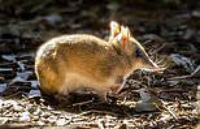 The Eastern Barred Bandicoot has been taken off the 'extinct in the wild' list ...