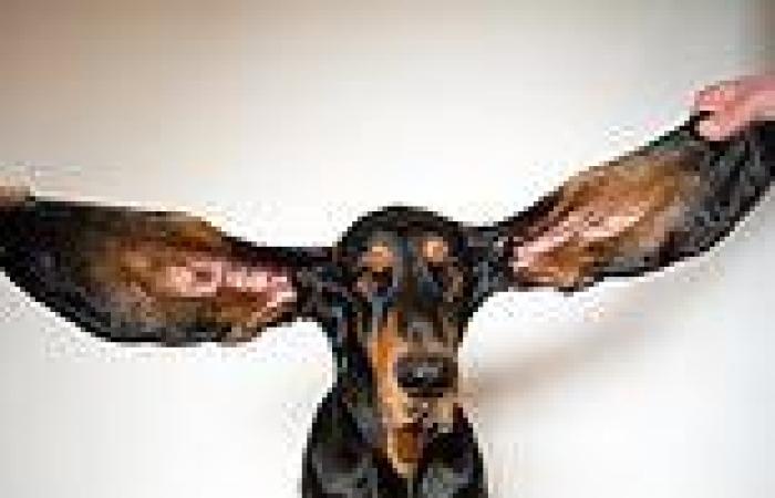Hound Lou's record-breaking ears are among entries in latest Guinness World ...