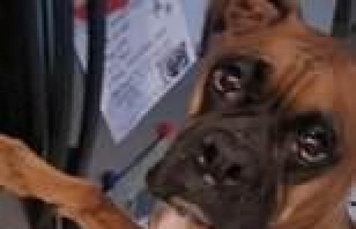 Busted! Moment thirsty boxer dog Walter is caught drinking from fridge water ...