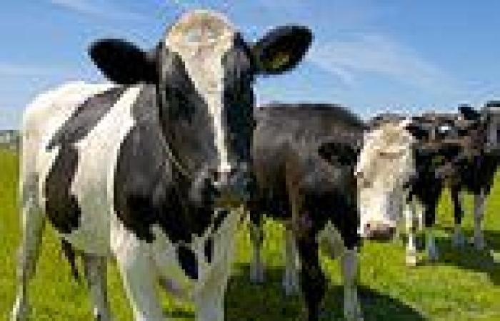 Investigation begins to find origin of case of mad cow disease identified on ...