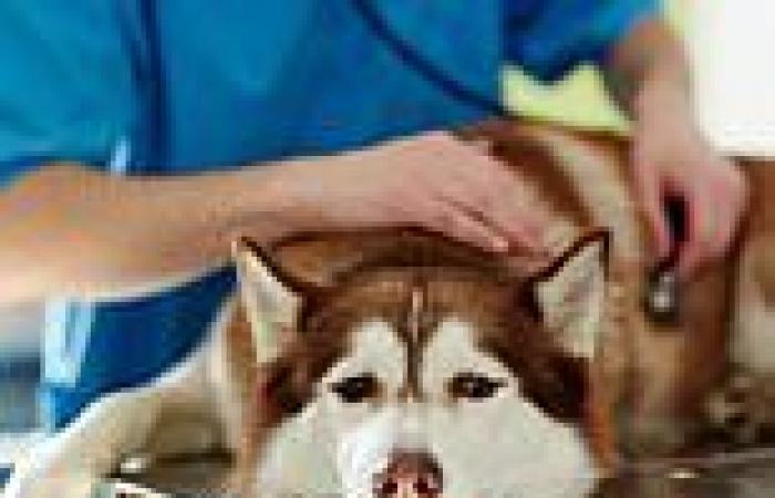 Vets and owners are subjecting pets to painful treatments as they refuse to let ...