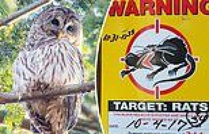 Central Park's owl Barry had 'lethal' levels of rat poison in her body when she ...