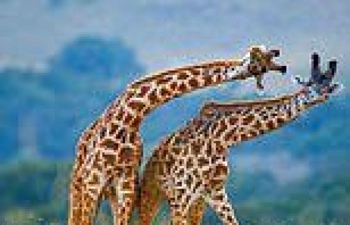 Giraffes pick similar-sized opponents for a fair fight, study finds 