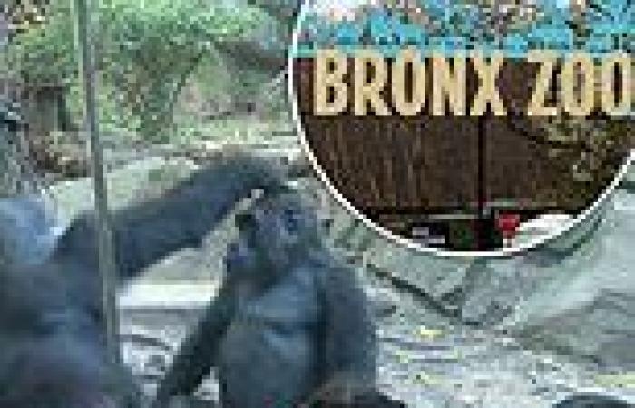 Giant male primate shocks families at Bronx Zoo by performing sex act on his pal