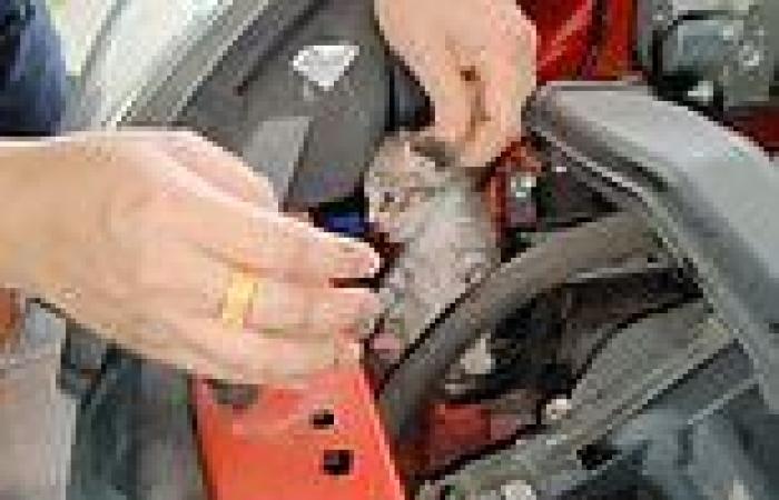 Two tiny kittens are pulled out of car engine after driver hears miaowing from ...