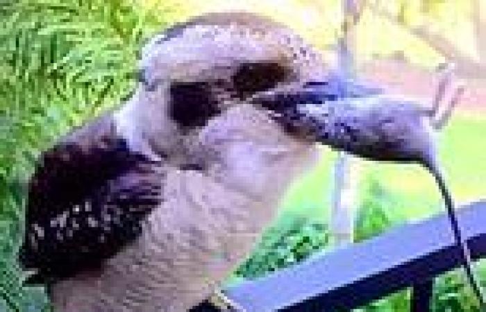 Impressive moment a kookaburra nicknamed Scruff swallows a dead rat whole