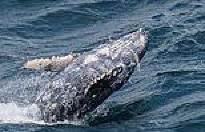 Vaucluse, Sydney: Images show a whale with a net wrapped around its mouth off ...