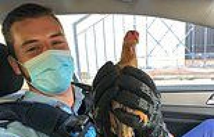 Innocent post about police rescuing a chicken in Newtown goes viral for a VERY ...