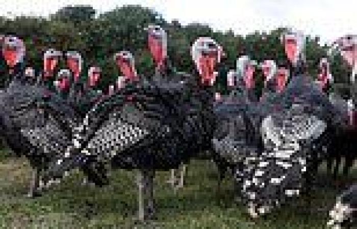 Turkey farmers see 250% surge in orders as families scramble to save Christmas ...