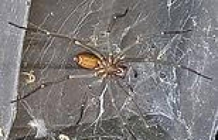 Fears deadly spider is on the loose in Cotswold town