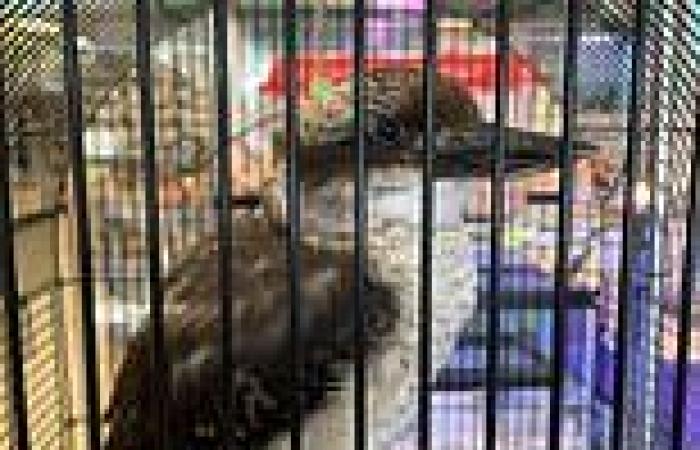 Aussies left disgusted after expat spots a caged kookaburra for sale in a New ...