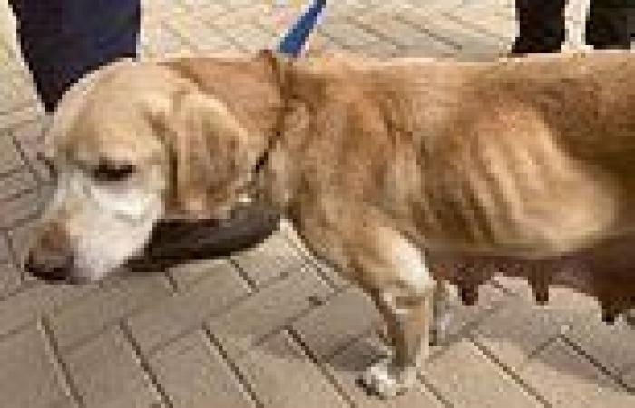 Adelaide family convicted of animal cruelty after RSPCA seizes 14 dogs from ...