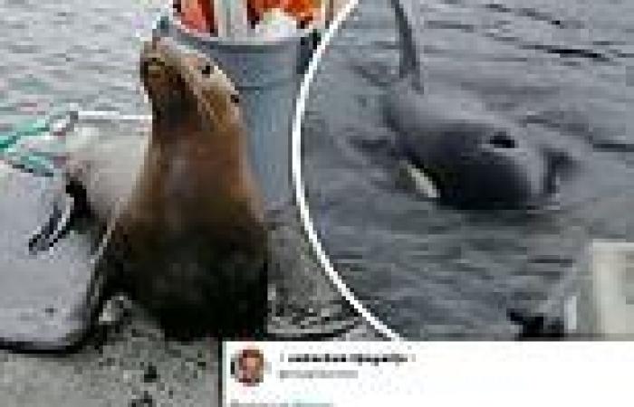 Captain posts TikTok of herself coaxing a sea lion off boat after it jumped on ...