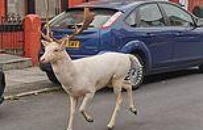 Fury as police sniper kills rare white stag roaming town streets of Bootle, ...