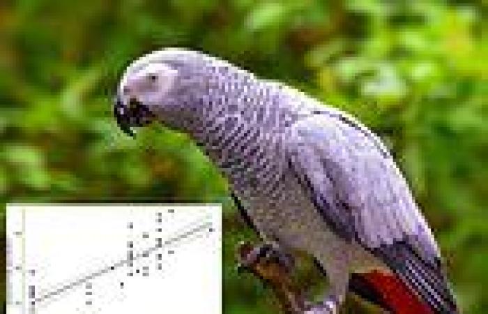 Smarter birds like parrots and cockatoos need mental stimulation or they suffer ...